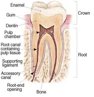 About Your Tooth Fairport NY, Tooth Structure